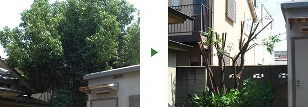 落ち葉が隣に落ちないように庭のアラカシを剪定　大阪市都島区