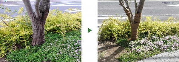 マンション植栽管理　虫に喰われたオリーブの木の修復　大阪市住吉区