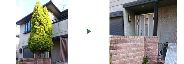 2階ベランダの高さを越えて邪魔な7mゴールドクレストを伐採　大阪府堺市美原区