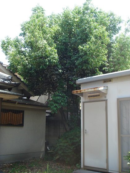 剪定前のアラカシ