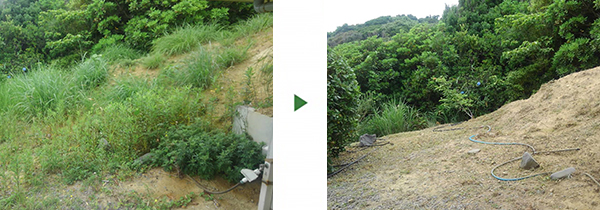 空き家の傾斜地の草刈り｜500㎡の斜面に生えたススキなどを除草　大阪府熊取町