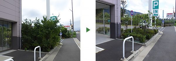 ヤマボウシ 剪定前後