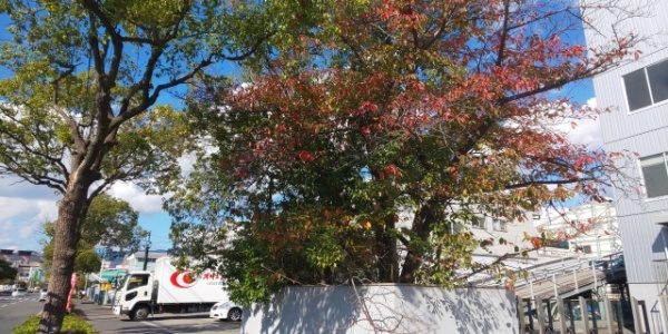 桜の植木の剪定事例 作業前