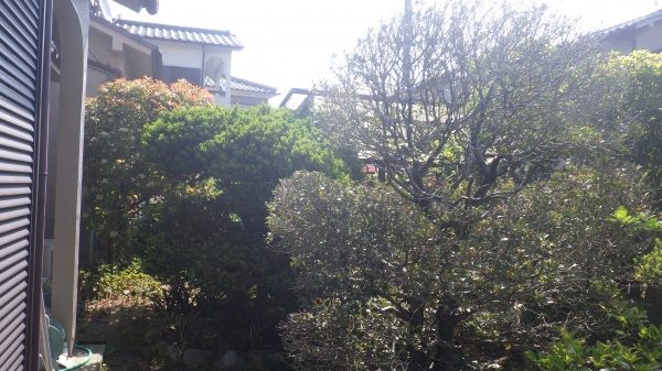 空き家の剪定・草刈り 作業前