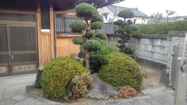 マキ剪定前