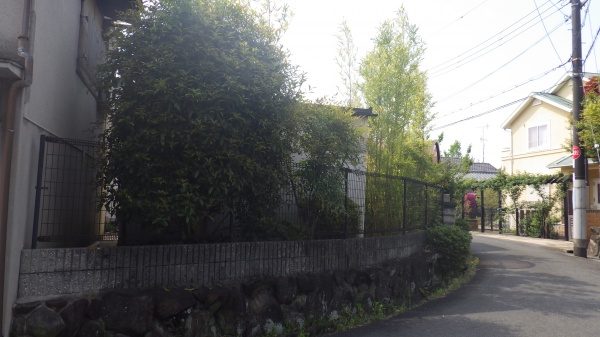 竹伐採前