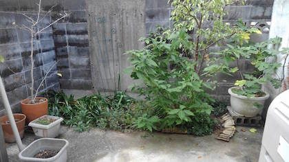作業前花壇