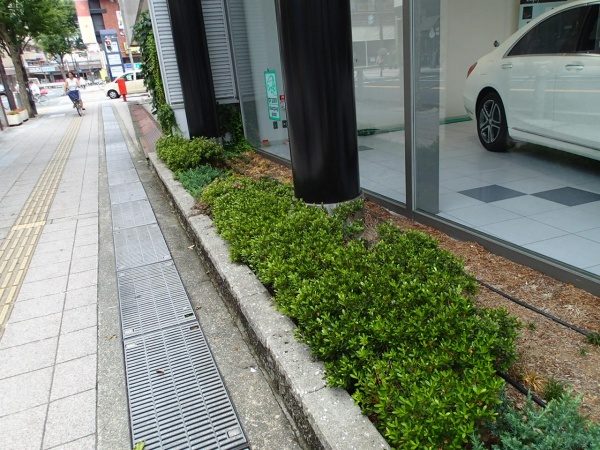 サツキ 剪定前
