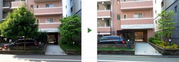 マンション前のシュロやハナミズキを伐採・剪定│アベリア等を植栽しすっきり美しく　大阪市鶴見区
