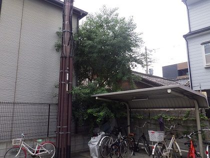 伐採前