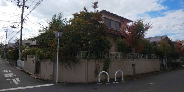 クロガネモチやマキの気を空き家で剪定した事例　作業前