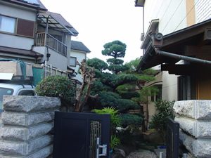 植木剪定後剪定　施工後02