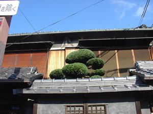 マキ剪定後