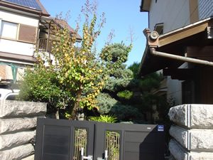 お庭の剪定（庭木手入れ）ゴヨウマツ剪定　大阪府箕面市