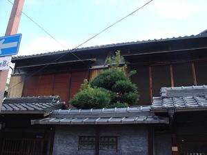 マキ剪定前