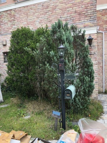 吹田市で植木の剪定と支柱設置をした事例 施術前