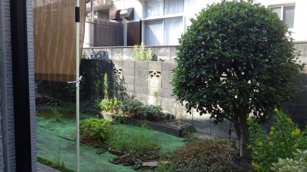 キンモクセイ 作業前