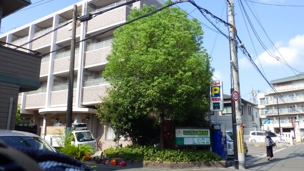 クスノキ 剪定前