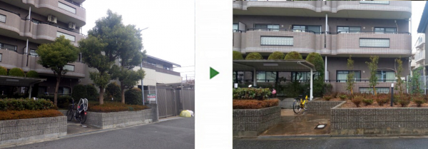 巨大クスノキの伐採と植木の植栽│マンション敷地をスッキリと模様替え　大阪市平野区