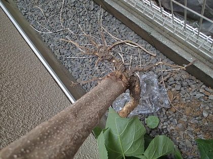 抜けた桐