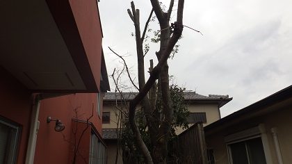 剪定後のクヌギなど