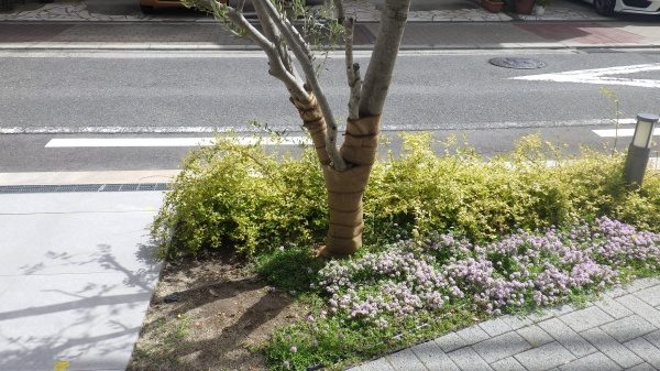 作業後(オリーブの木)