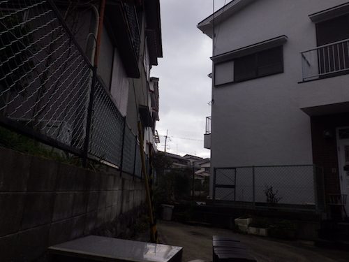 クロガネモチ伐採後