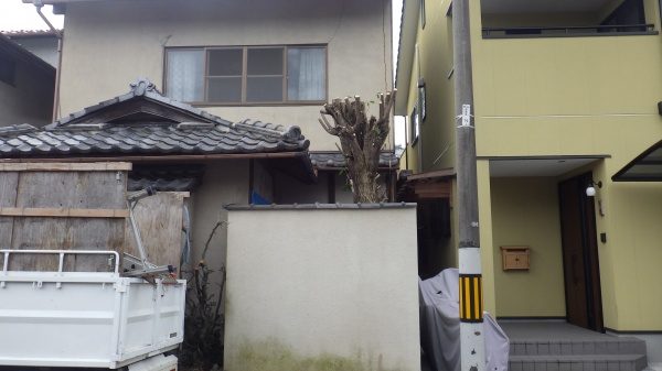 グミノキ　剪定後