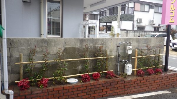 生垣　植栽後