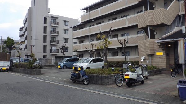 アラカシ　剪定後