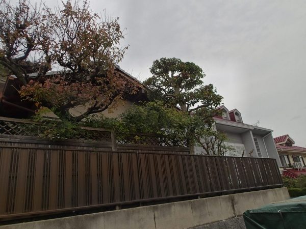 クロガネモチ　剪定後