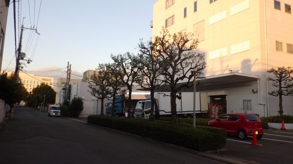 楠 剪定後