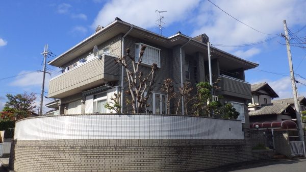 ケヤキ 剪定後