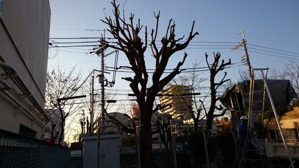 クスノキ　剪定後