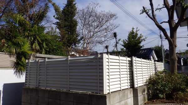 センダン　伐採後