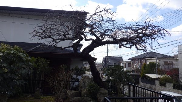 シダレザクラ　剪定後