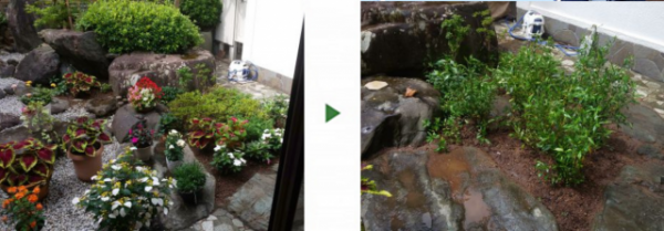 自宅のお庭にコクチナシ7本を植栽した事例　大阪市鶴見区