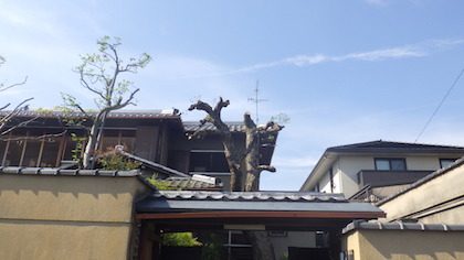 剪定後植木