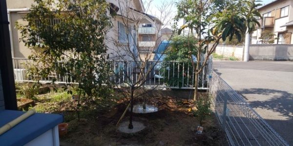 梅とハナミズキの移植　作業後