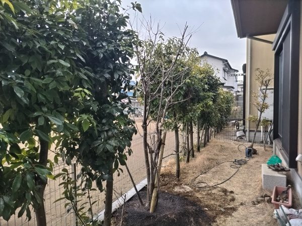 玄関先にある株立ちのヤマボウシを大阪から千葉に移植した事例│千葉県船橋市K様