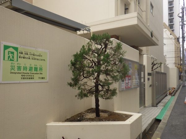 小学校の玄関前のシラカシ・カイヅカイブキを移植した事例｜大阪市西区M小学校様（移植後１）