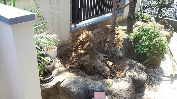 抜根中