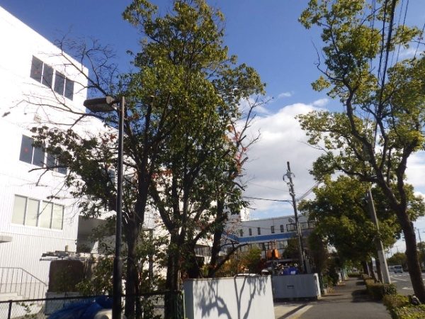 桜の植木の剪定事例 作業前2