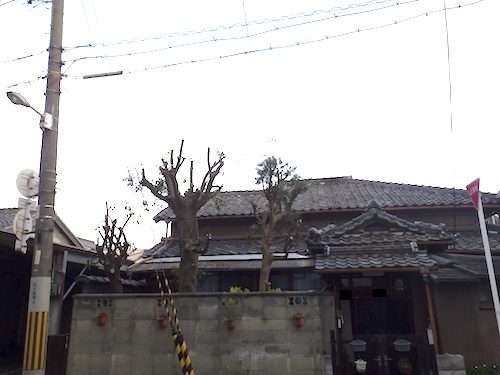 剪定後