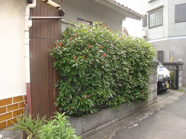 レッドロビン生垣作業前