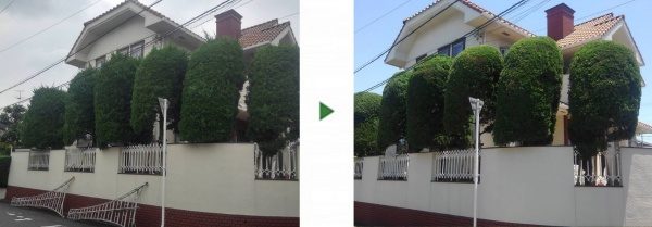 ご自宅の６本のカイヅカイブキ（貝塚伊吹）を剪定｜例年通りすっきり整えてほしい　大阪市此花区