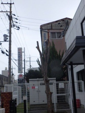 トウカエデ　剪定後