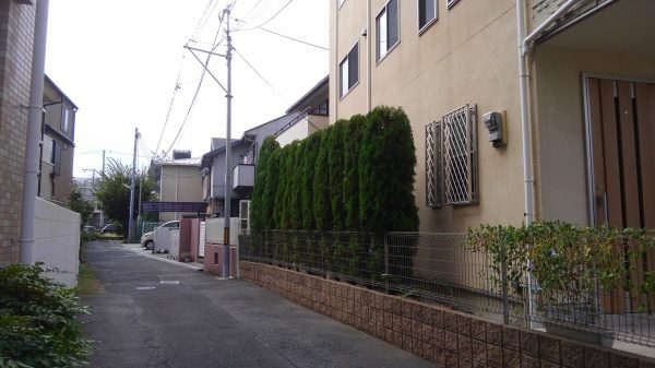 エメラルド 剪定後