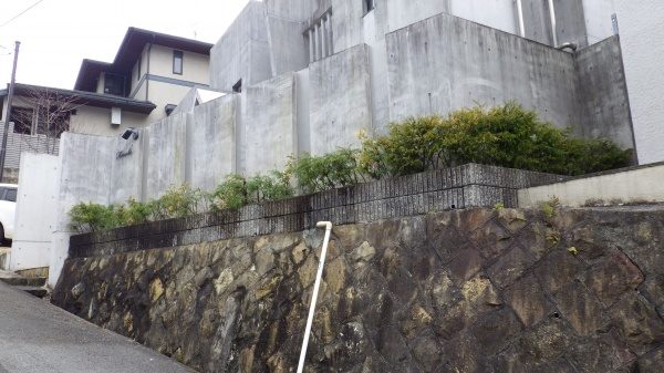 コニファー　伐採後