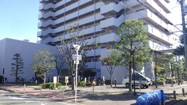クスノキなど 剪定後